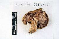 Russula cyanoxantha image