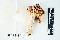 Russula dadmunii image