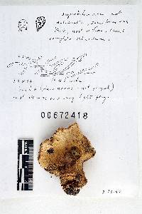 Russula densifolia image