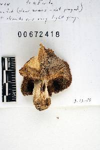 Russula densifolia image