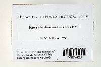 Russula dissimulans image