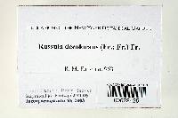 Russula decolorans image