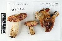 Russula decolorans image