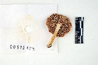 Russula disparilis image