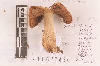 Russula foetentula image