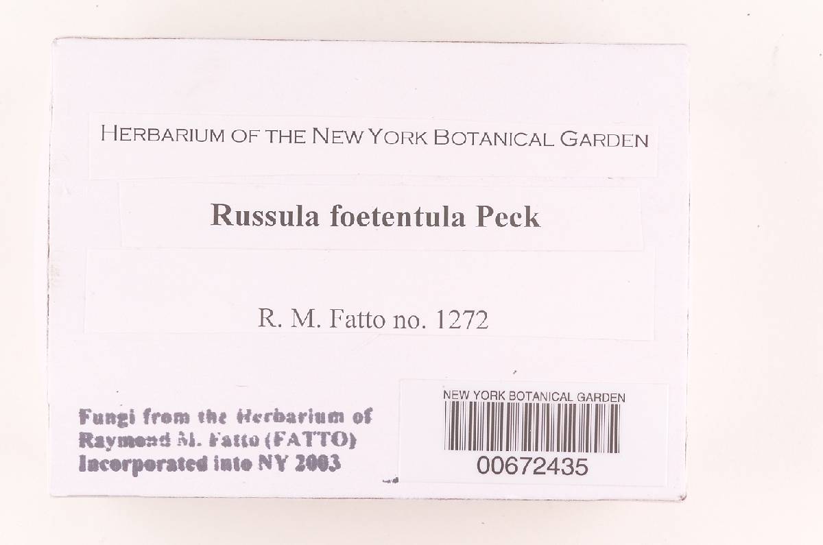Russula foetentula image