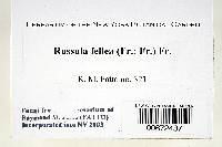 Russula fellea image