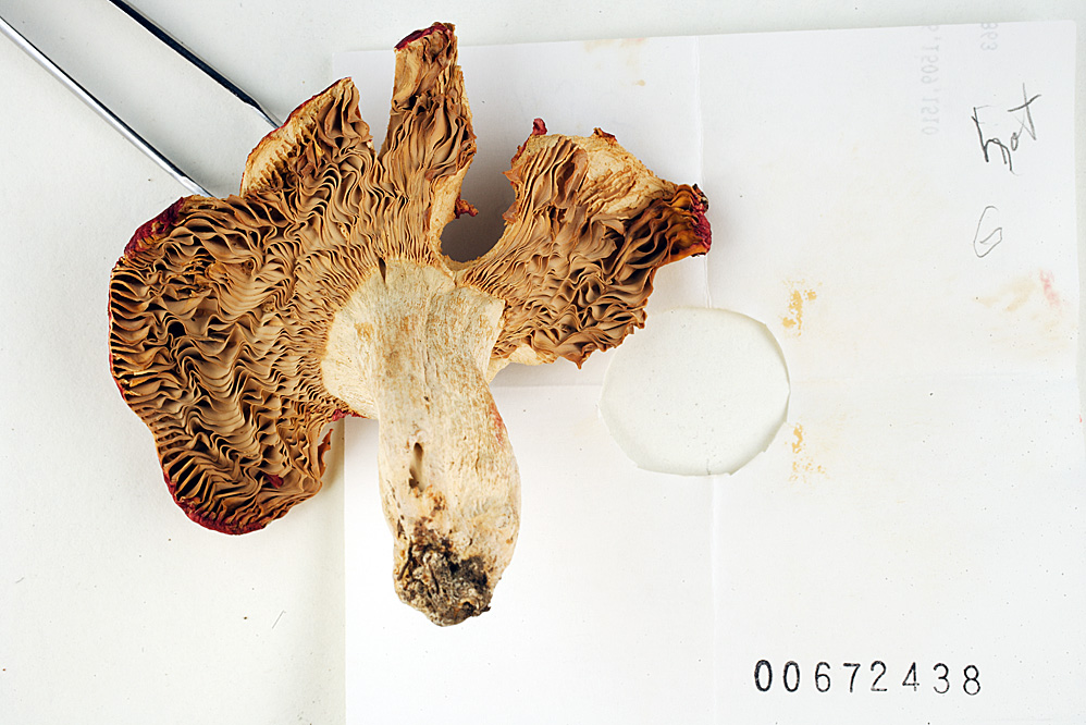 Russula fastigiata image