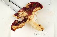 Russula fastigiata image