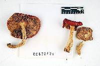 Russula emetica image