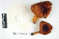 Russula foetens var. minor image