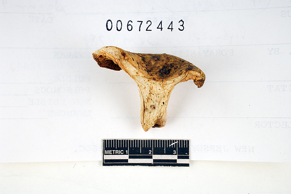 Russula flaviceps image