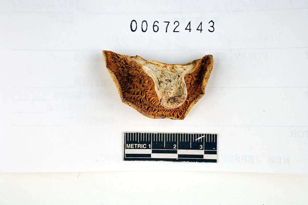 Russula flaviceps image
