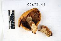 Russula flavida image