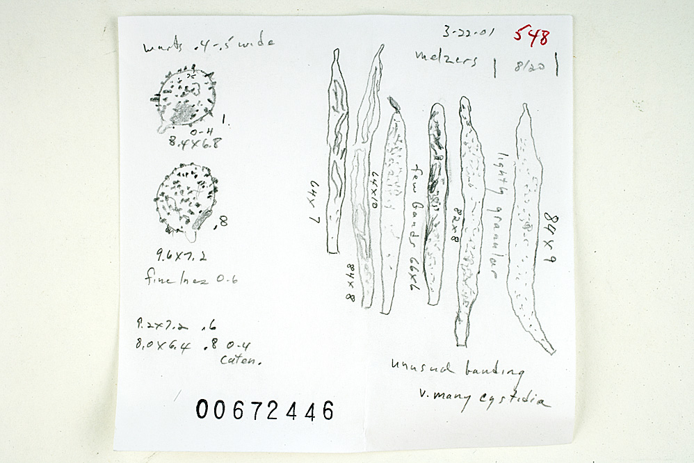 Russula fastigiata image