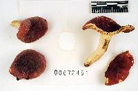 Russula flavisiccans image