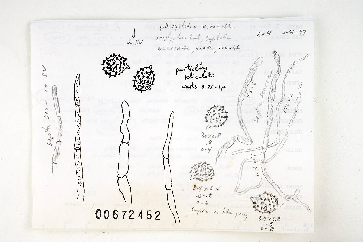 Russula flaviceps image