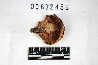 Russula earlei image