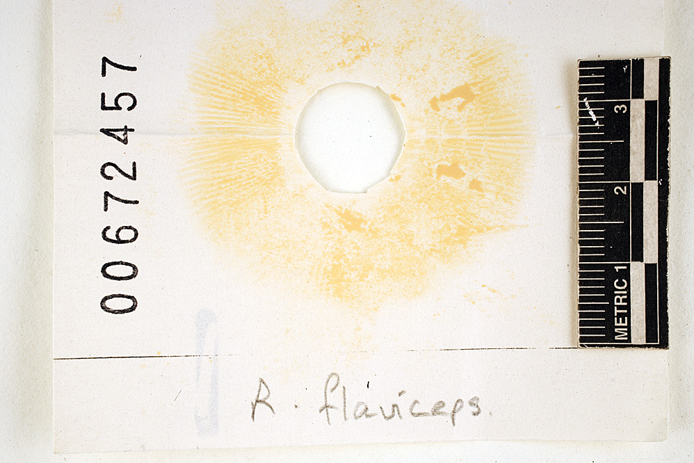 Russula flaviceps image