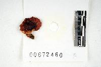 Russula fragilis image