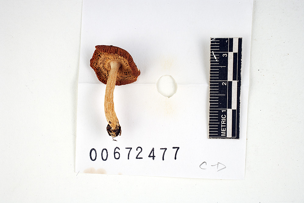 Russula gracilis image