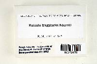 Russula fragiloides image