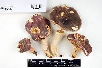 Russula flavisiccans image