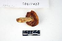 Russula flavisiccans image