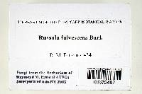 Russula fulvescens image