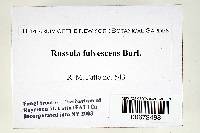 Russula fulvescens image