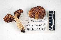 Russula fragilis image