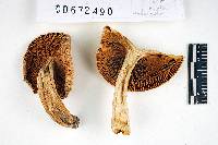 Russula galochroa image