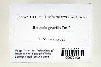 Russula flavisiccans image