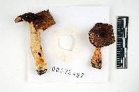 Russula flavisiccans image