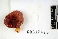 Russula flavisiccans image