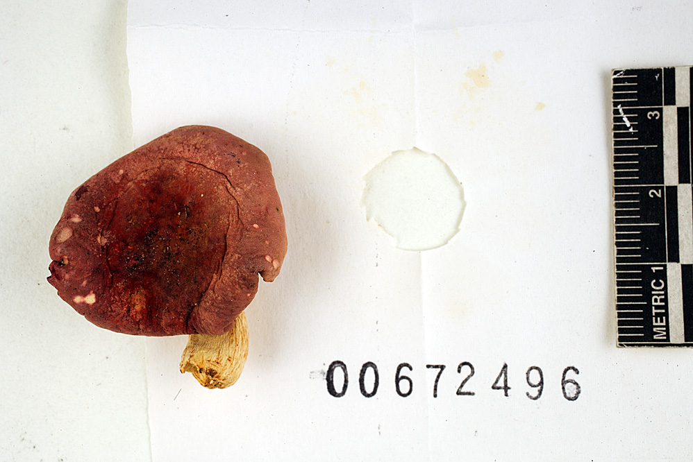 Russula flavisiccans image