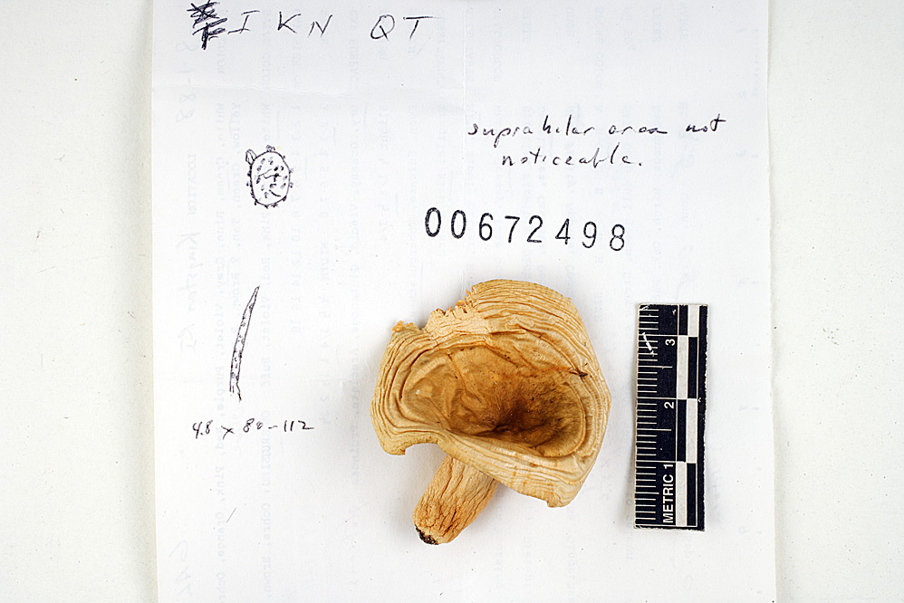 Russula galochroa image