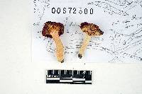 Russula lilacea image