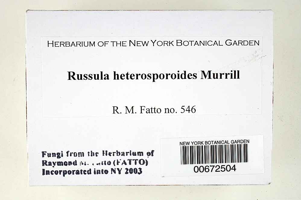 Russula heterosporoides image