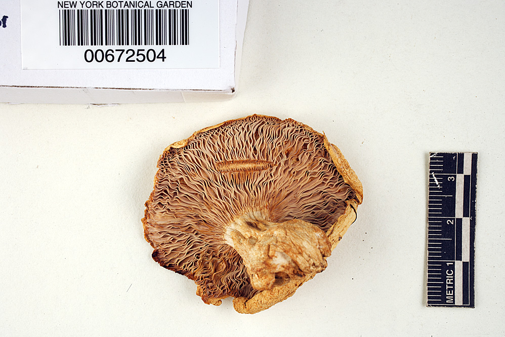 Russula heterosporoides image