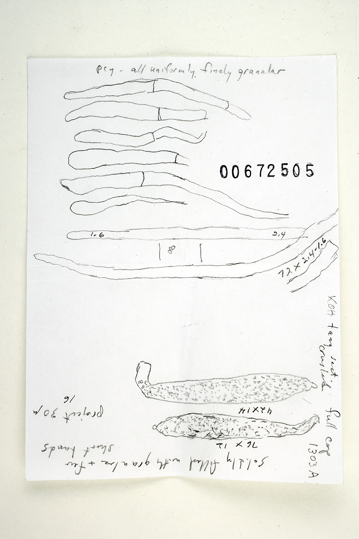 Russula macropoda image