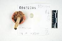 Russula luteispora image