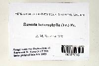 Russula heterophylla image