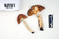 Russula luteofolia image