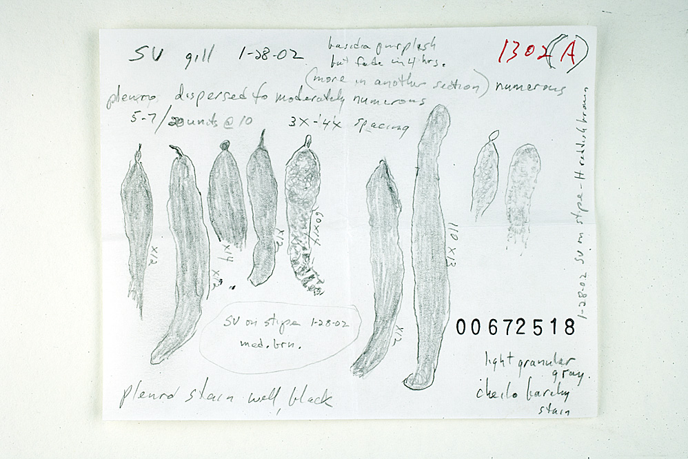 Russula luteofolia image