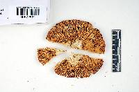 Russula luteofolia image
