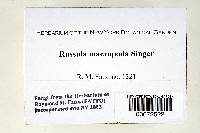 Russula macropoda image