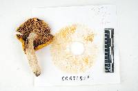 Russula lutea image