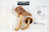 Russula laurocerasi var. fragrans image
