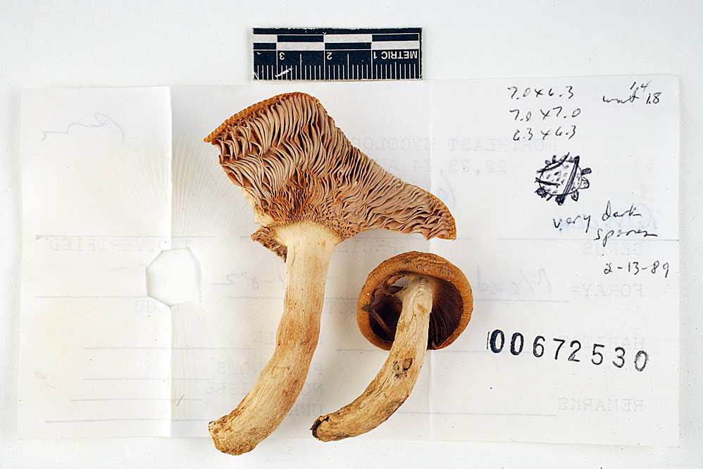 Russula laurocerasi var. fragrans image